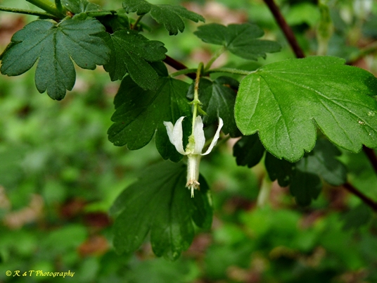 {Ribes curvatum}